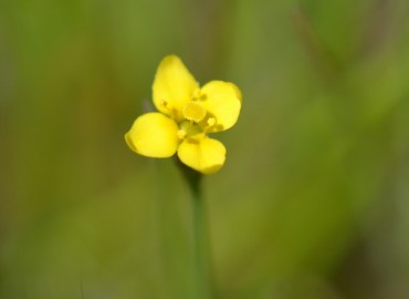 Cicendia filiformis