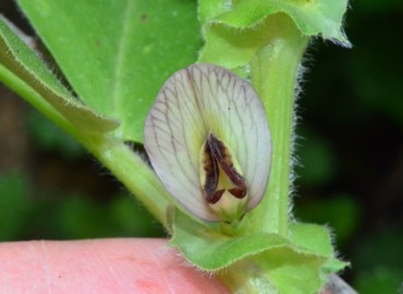 Vicia galilaea (Deliculban) – Ahmet Güngör, Samsun
