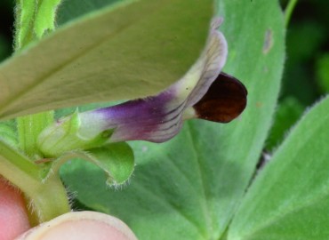 Vicia galilaea (Deliculban) – Ahmet Güngör, Samsun