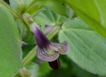 Vicia galilaea (Deliculban) – Ahmet Güngör, Samsun