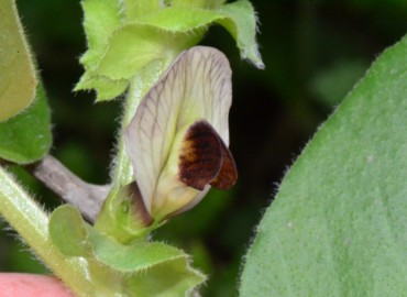 Vicia galilaea (Deliculban) – Ahmet Güngör, Samsun