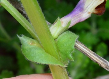 Vicia galilaea (Deliculban) – Ahmet Güngör, Samsun