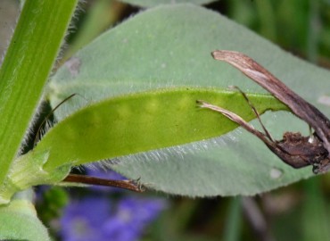 Vicia galilaea (Deliculban) – Ahmet Güngör, Samsun