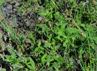 Mercurialis annua (Parşen) – Ahmet Güngör, Samsun
