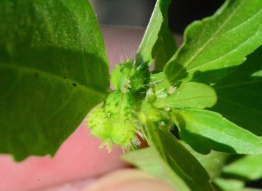 Mercurialis annua (Parşen) – Ahmet Güngör, Samsun