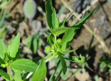Mercurialis annua (Parşen) – Ahmet Güngör, Samsun