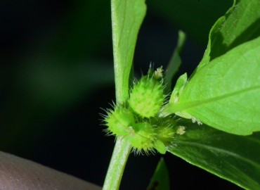 Mercurialis annua (Parşen) – Ahmet Güngör, Samsun