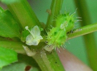 Mercurialis annua (Parşen) – Ahmet Güngör, Samsun