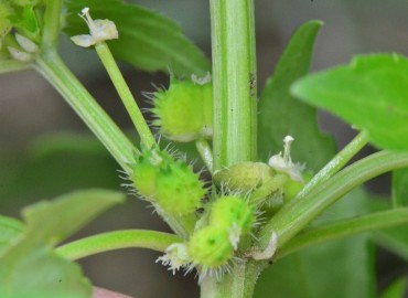 Mercurialis annua (Parşen) – Ahmet Güngör, Samsun