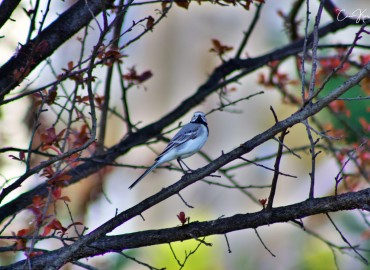 Motacilla alba (Ak Kuyruksallayan) – can karayel, İstanbul