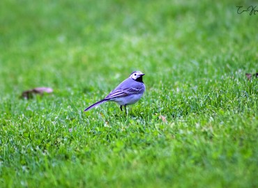 Motacilla alba (Ak Kuyruksallayan) – can karayel, İstanbul