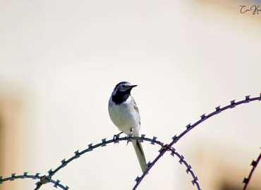 Motacilla alba (Ak Kuyruksallayan) – can karayel, İstanbul
