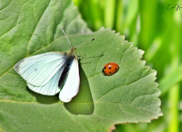 Pieris – can karayel, İstanbul