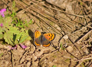 Lycaena phlaeas (Benekli Bakır) – can karayel, İstanbul