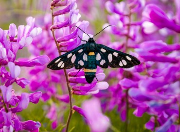 Amata phegea (Amata) – Ahmet TAŞÇI, Mersin