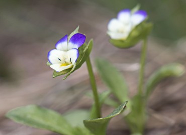 Viola tricolor Viola tricolor