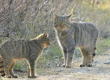 Felis silvestris