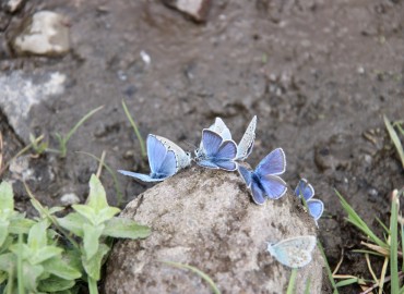 Lepidoptera (Kelebekler,Güveler) – Yusuf abay, Iğdır