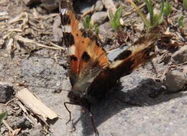 Lepidoptera (Kelebekler,Güveler) – Yusuf abay, Iğdır