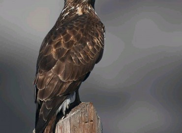 Buteo buteao