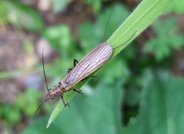 Perlodidae – Asrın Akıncıoğlu, Kırklareli