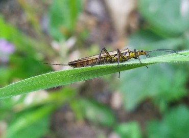 Perlodidae fotoğrafı 1