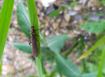 Perlodidae – Asrın Akıncıoğlu, Kırklareli