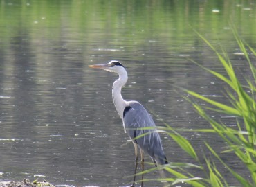 Ardea cinerea (Gri balıkçıl) – Yusuf abay, Iğdır