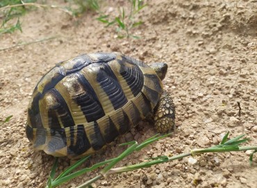 Testudo hermanni