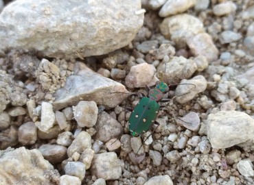 Cicindela campestris ssp.