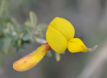 Adenocarpus complicatus (Sinonim: Spartium complicatum)