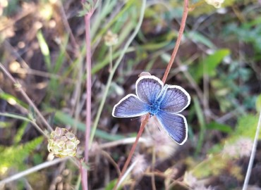 Plebejus argus (Gümüş Lekeli Esmergöz) – Asrın Akıncıoğlu, Kırklareli