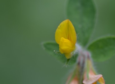 Lotus palustris