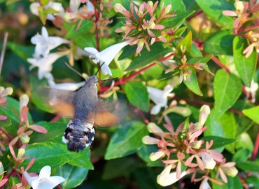 Macroglossum stellatarum (Güvercinkuyruklu Atmaca güvesi) – can karayel, İstanbul