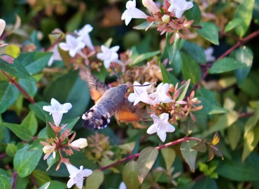 Macroglossum stellatarum (Güvercinkuyruklu Atmaca güvesi) – can karayel, İstanbul
