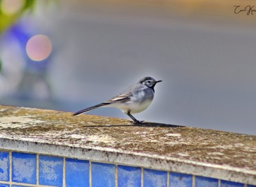 Motacilla alba (Ak Kuyruksallayan) – can karayel, İstanbul
