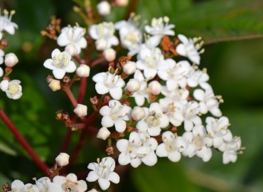 Viburnum tinus L. (Filburnu) – Ahmet Güngör, İzmir