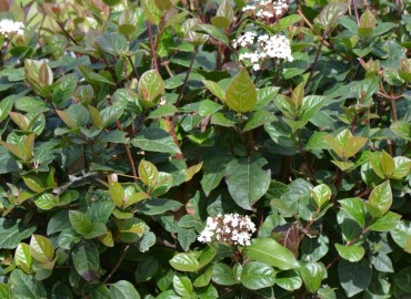 Viburnum tinus L. (Filburnu) – Ahmet Güngör, İzmir