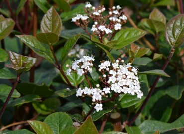 Viburnum tinus L. (Filburnu) – Ahmet Güngör, İzmir