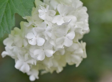 Viburnum opulus L. (Gilaburu) – Ahmet Güngör, İzmir