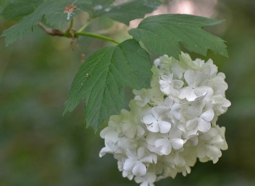 Viburnum opulus L. (Gilaburu) – Ahmet Güngör, İzmir