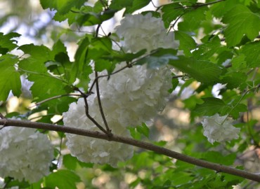 Viburnum opulus L. (Gilaburu) – Ahmet Güngör, İzmir