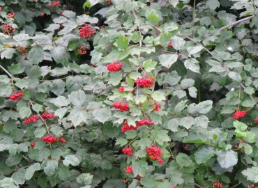 Viburnum opulus L. (Gilaburu) – Ahmet Güngör, Tokat