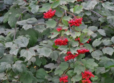 Viburnum opulus L. (Gilaburu) – Ahmet Güngör, Tokat
