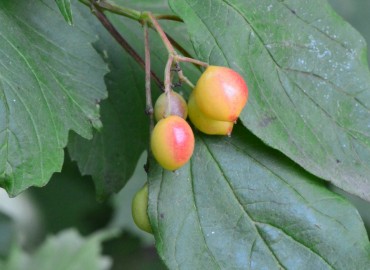 Viburnum opulus L. (Gilaburu) – Ahmet Güngör, Tokat