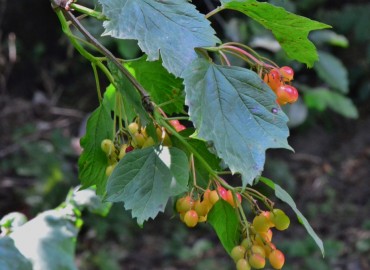 Viburnum opulus L. (Gilaburu) – Ahmet Güngör, Tokat