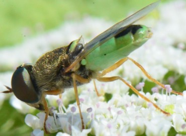 Odontomyia angulata (Panzer, 1798)