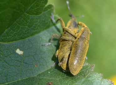 Lixus pulverulentus (Hortumlu böcek) – Ahmet Güngör, İzmir