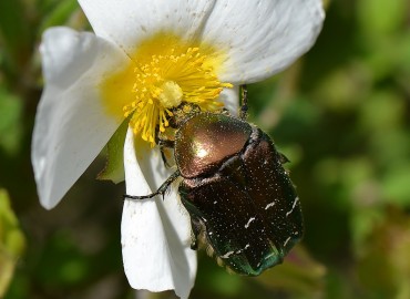 Cetonia aurata (Altın Böceği) – Ahmet Güngör, İzmir