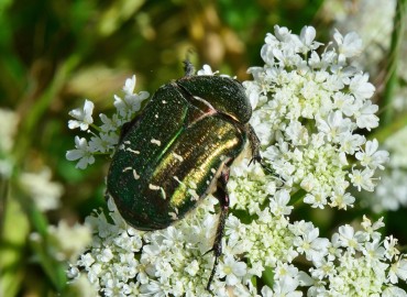 Cetonia aurata (Altın Böceği) – Ahmet Güngör, Ordu